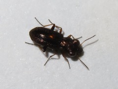 Notiophilus rufipes