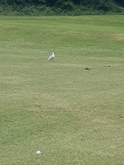 Chroicocephalus ridibundus