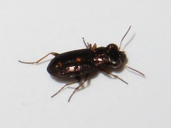 Notiophilus rufipes