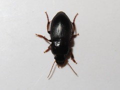 Harpalus tardus