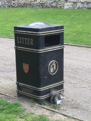 Sciurus carolinensis