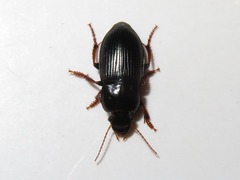 Harpalus tardus