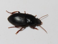 Harpalus tardus