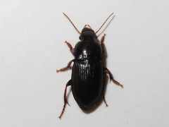 Harpalus tardus