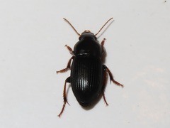 Harpalus tardus