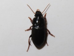 Harpalus tardus