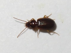 Trechus obtusus