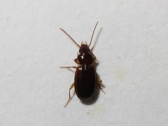 Trechus obtusus