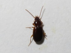 Trechus obtusus