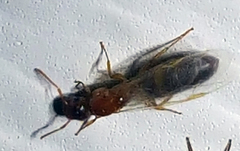 Colobopsis etiolata