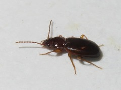 Trechus obtusus