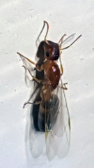 Colobopsis etiolata