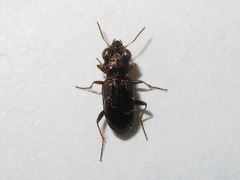 Notiophilus rufipes