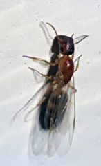 Colobopsis etiolata
