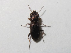 Notiophilus rufipes