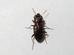Notiophilus rufipes