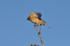Polystictus pectoralis