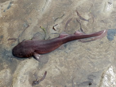 Short-Tail Nurse Shark photo 2