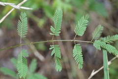Mimosa microphylla
