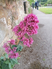 Centranthus ruber
