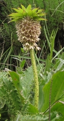 Eucomis bicolor