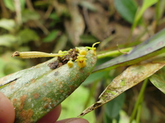 Pleurothallis dibolia