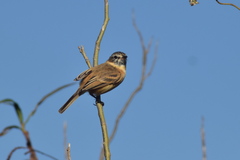 Polystictus pectoralis