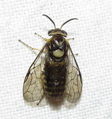 Diprionidae