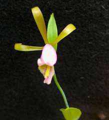 Cleistesiopsis bifaria