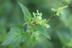 Harmonia axyridis