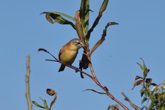 Polystictus pectoralis