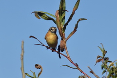 Polystictus pectoralis