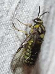 Diprionidae