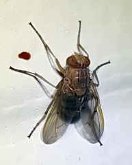 Ormia