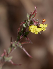 Camissoniopsis confusa
