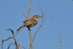 Polystictus pectoralis