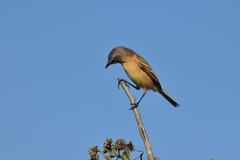Polystictus pectoralis