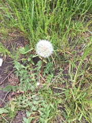 Taraxacum officinale