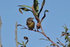 Polystictus pectoralis