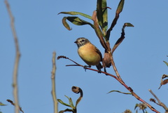 Polystictus pectoralis