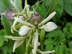 Prosthechea chimborazoensis