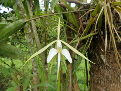 Epidendrum macroophorum