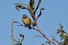 Polystictus pectoralis