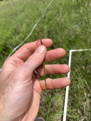 Sisyrinchium mucronatum
