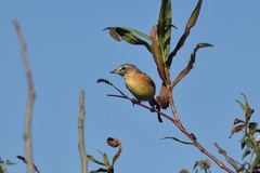 Polystictus pectoralis