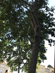 Platanus × hispanica