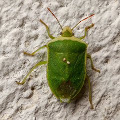 Nezara viridula