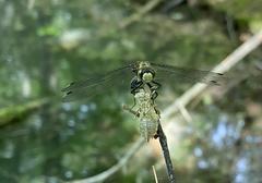 Leucorrhinia proxima