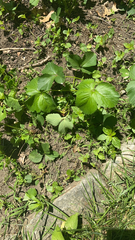 Fragaria × ananassa