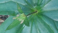 Trillium ovatum ovatum